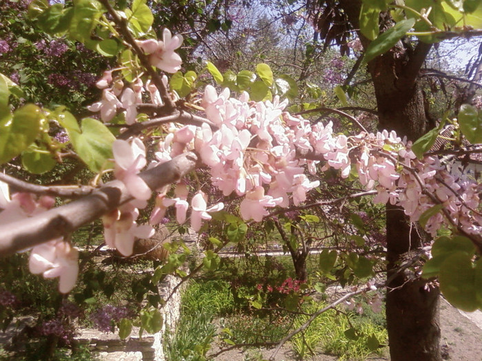 cercis roz-Balcik - arbori ornamentali 2012