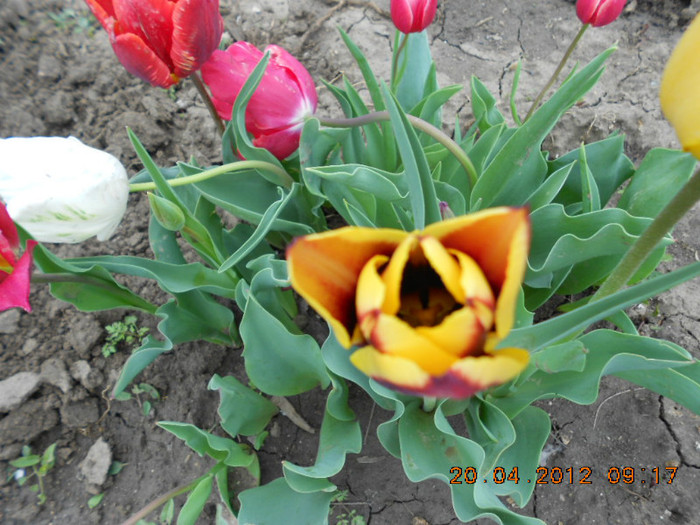 DSCN2087