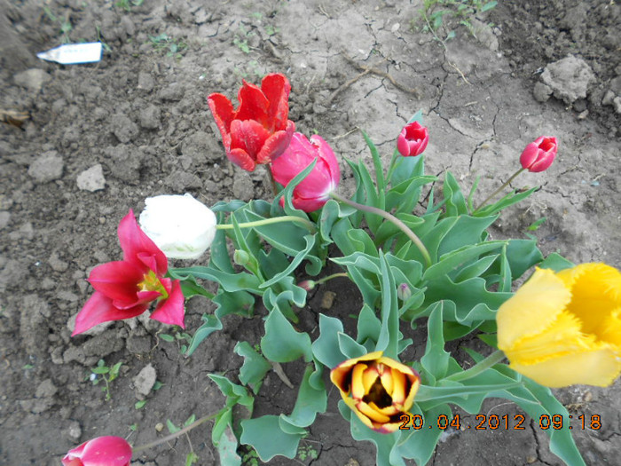 DSCN2088
