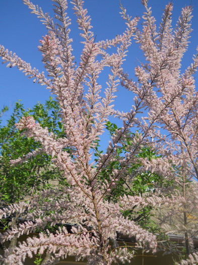 Tamarix (al vecinei)