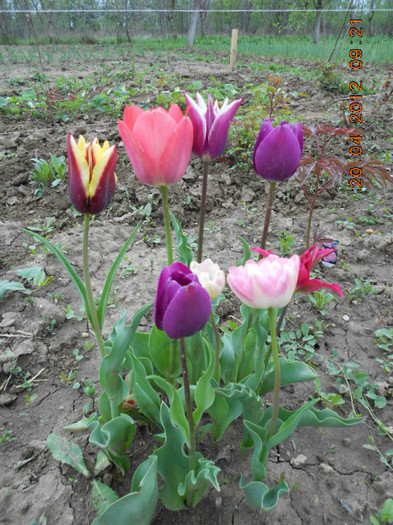 DSCN2101