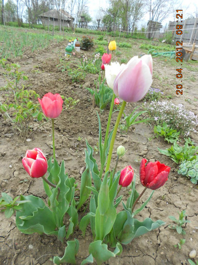 DSCN2103