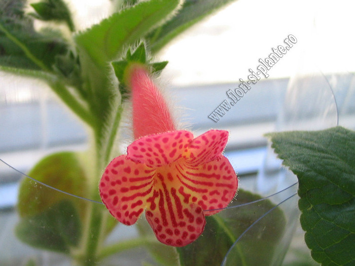 Kohleria Peridots Mango Martini; 2012
