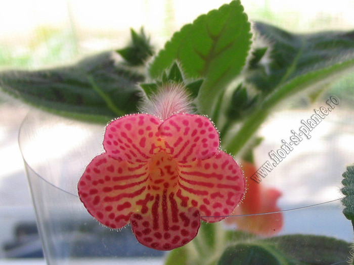 Kohleria Peridots Mango Martini; 2012
