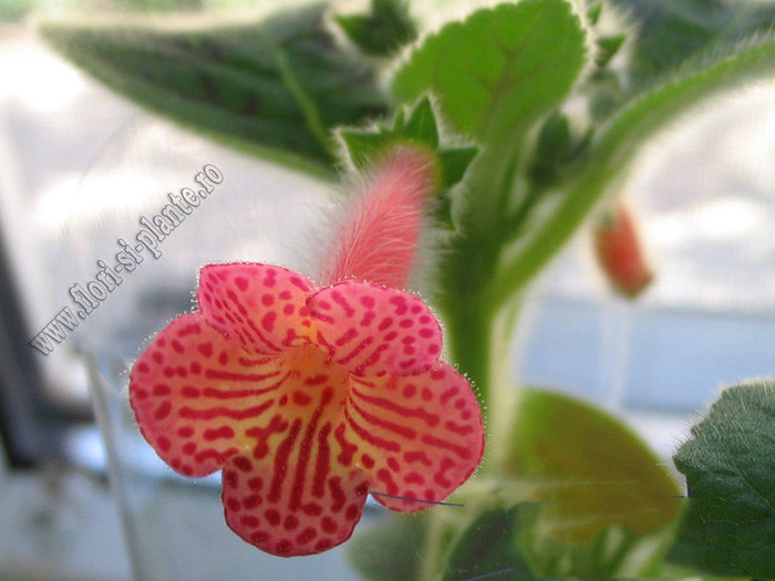 Kohleria Peridots Mango Martini; 2012
