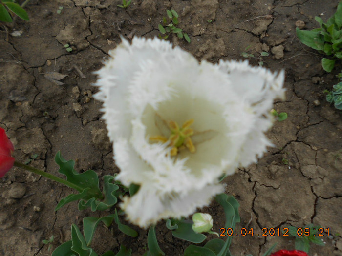 DSCN2104