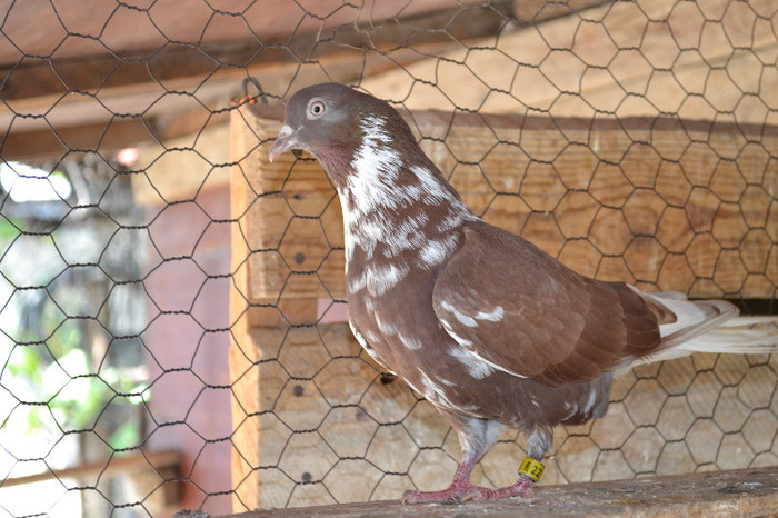 DSC_0342 - Petre Ploscaru Tabaci