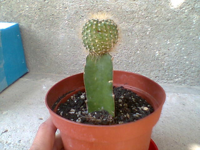 cactus - cactusi