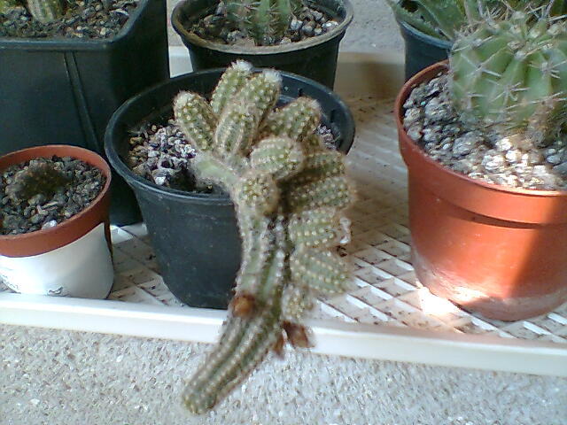 cactus 3 - cactusi