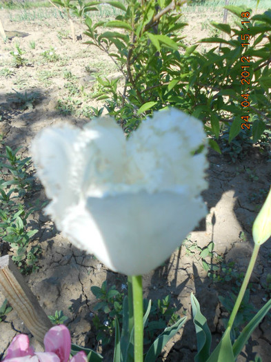 DSCN2205