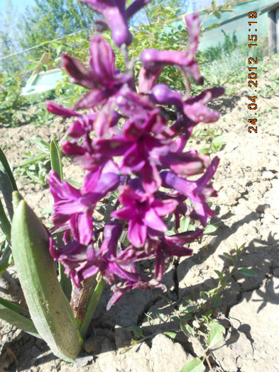 DSCN2209