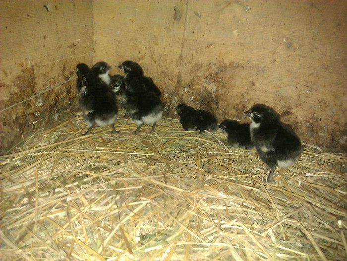 pui de 2 zile - Australorp