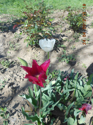 DSCN2213