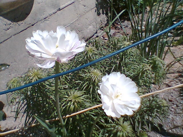 lalea alb batuta - Flori de gradina