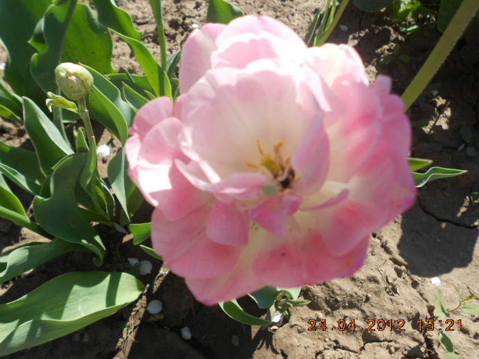 DSCN2220
