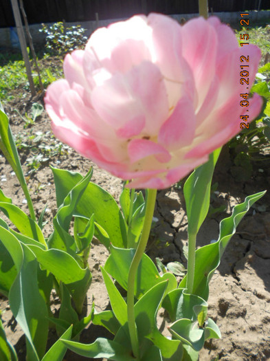 DSCN2222