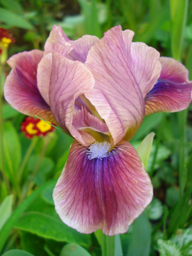 2.1. "Bembes", 01.05.2012