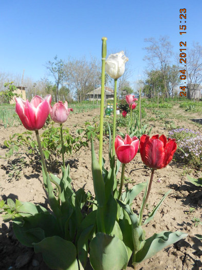 DSCN2229
