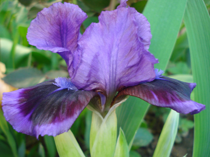 15.1. "Little Episode"