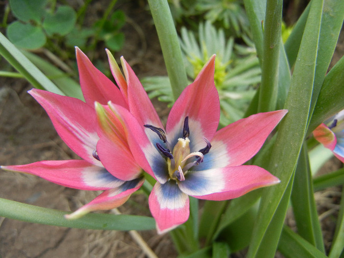 Tulipa Little Beauty (2012, April 28) - Tulipa Little Beauty