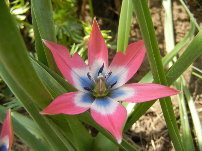 Tulipa Little Beauty (2012, April 28) - Tulipa Little Beauty