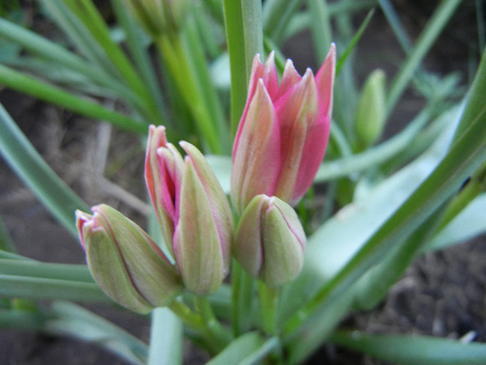 Tulipa Little Beauty (2012, April 29) - Tulipa Little Beauty