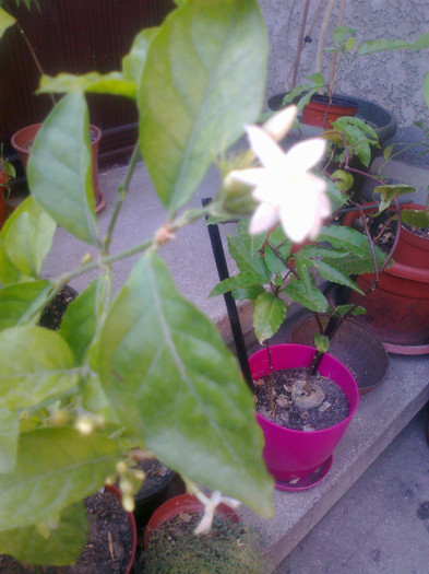 Fotografie0540 - jasminum Sambac Maid of Orleans