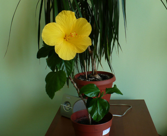 P1380773 - hibiscusi 2012