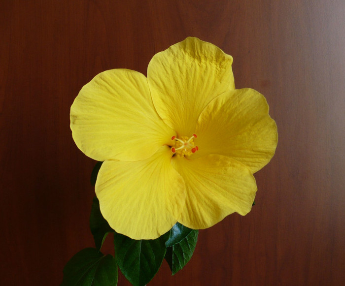 P1380782 - hibiscusi 2012