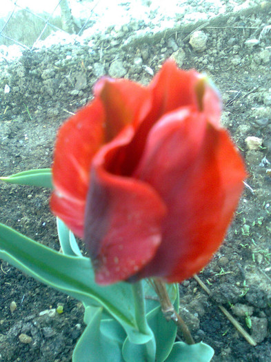 02260 - flori 2012