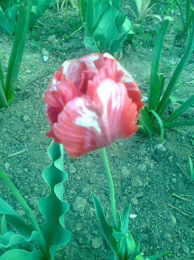 02294 - flori 2012