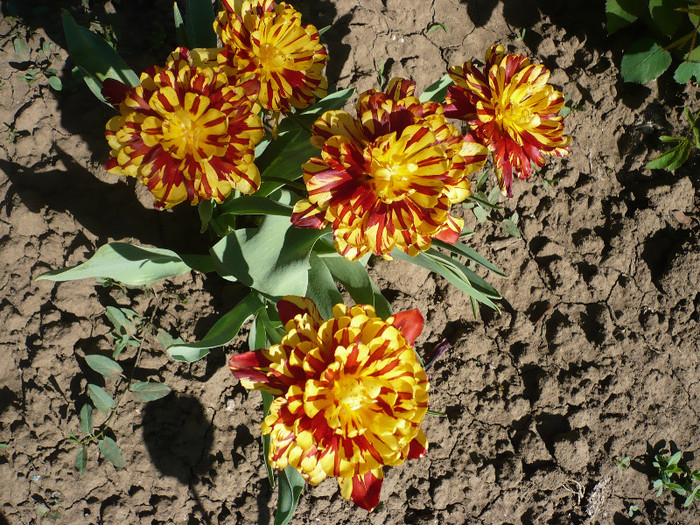 P1130024 - GRADINA 2012