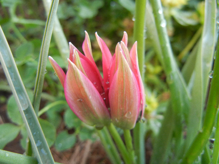 Tulipa Little Beauty (2012, April 29) - Tulipa Little Beauty