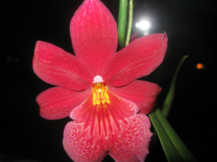 IMG_4003  04-2012 Burragera Nelly Isler - Alte specii de orhidee