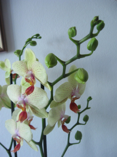 IMG_3795 - Phalaenopsis