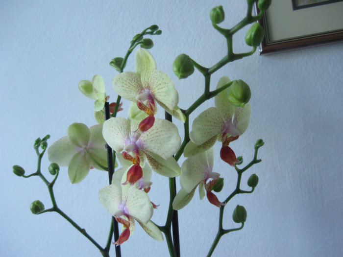 IMG_3788 - Phalaenopsis