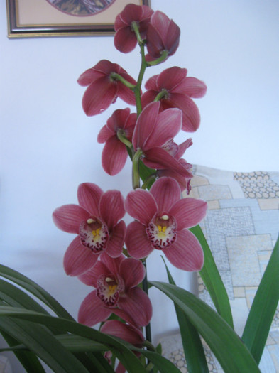 IMG_3800 - Cymbidium