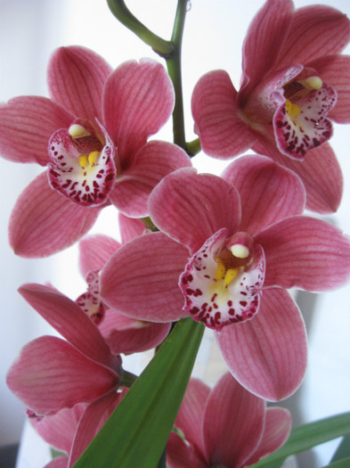 IMG_3805 - Cymbidium