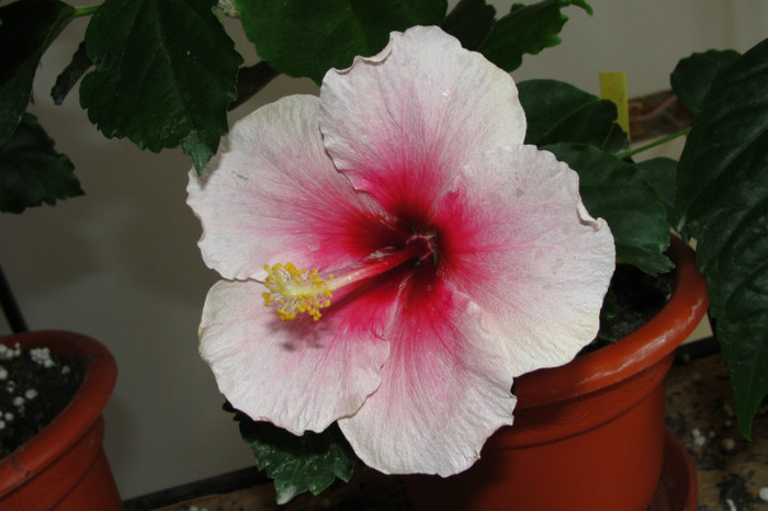 hibi bali- mai pe seara