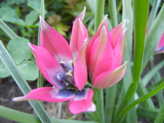 Tulipa Little Beauty (2012, April 30) - Tulipa Little Beauty