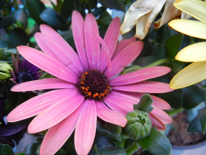 African Daisy (2012, April 29) - 2012 African Daisy