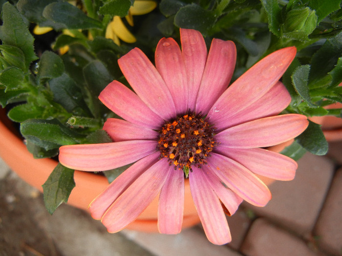 African Daisy (2012, April 29) - 2012 African Daisy