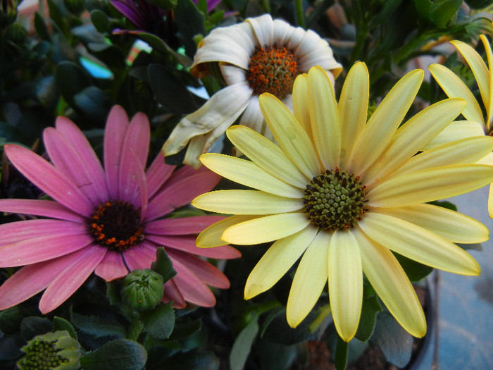 African Daisy (2012, April 29) - 2012 African Daisy