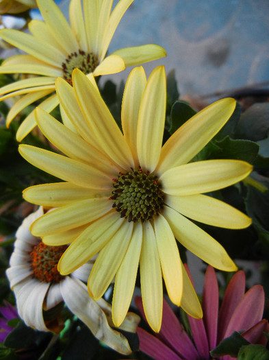 African Daisy (2012, April 29) - 2012 African Daisy