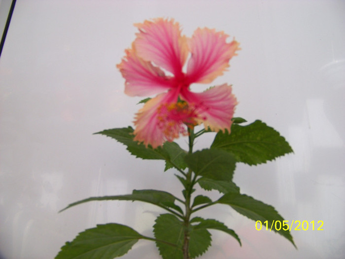 prima floare
