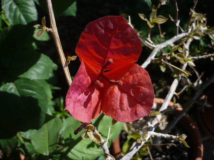 01.05.2012 - zzz-BOUGAINVILLEA-2012