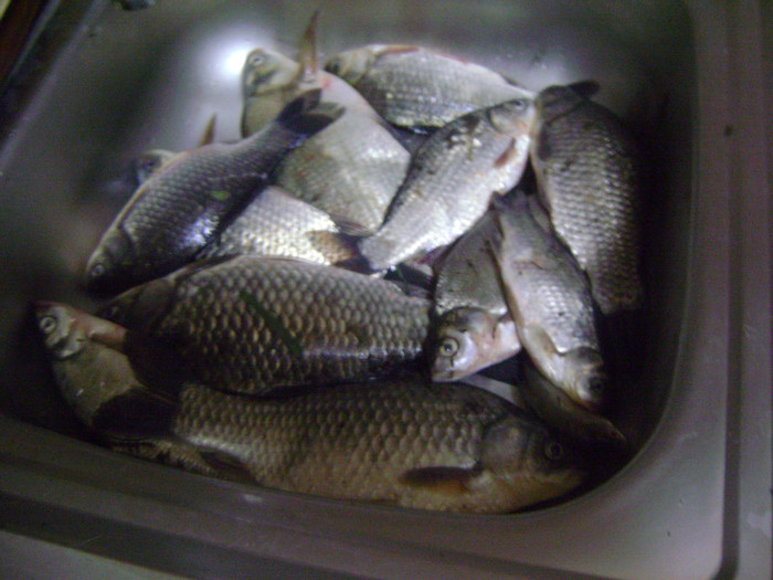 01-05-2012 gurbanesti 3 kg - la pescuit 2012