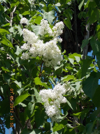 DSCN1399 - anotimpuri inflorite 2012