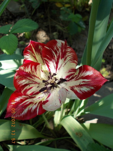 DSCN1415 - anotimpuri inflorite 2012