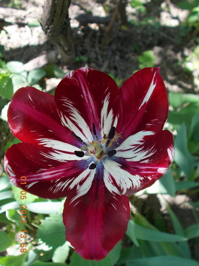 DSCN1419 - anotimpuri inflorite 2012